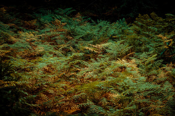 Sunlit Ferns in Forest During Autumn With Green and Brown Tones