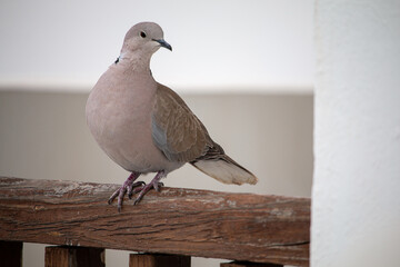 A graceful Eurasian Collared Dove sits attentively on a rustic wooden railing.
