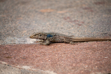 A detailed close-up of a common wall lizard with striking blue markings resting on a textured paved surface under natural light, showcasing its intricate scales and watchful eye.