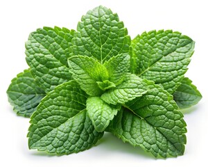 Fresh mint leaves with intricate texture, isolated on white background
