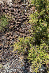 Cluster of animal droppings, possibly deer scat, resting on a textured forest ground with green vegetation.