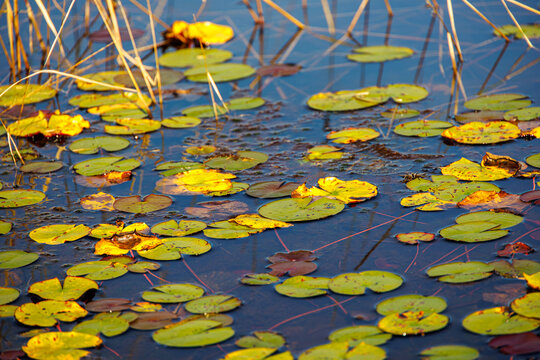 Colorful autumn lily pads float on the calm surface of a Pine Barrens pond, surrounded by golden reeds and reflections of the clear blue sky.