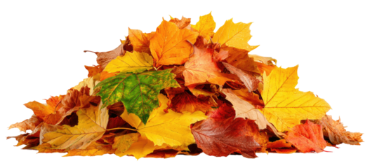 A collection of colorful autumn leaves of varying sizes and shapes, on a transparent background