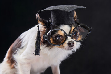 Little Chihuahua with student's costum