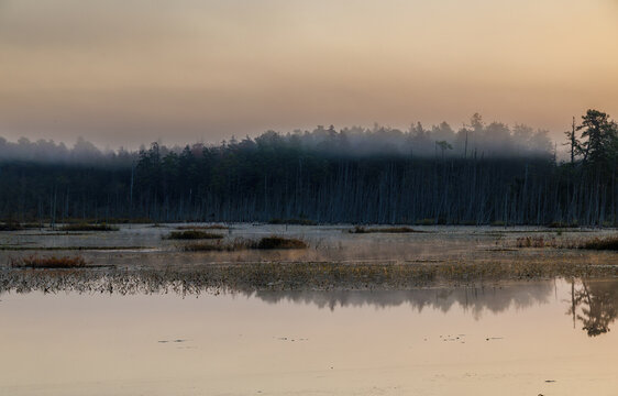 Gentle morning mist hovers above calm reflective wetlands in the Pine Barrens, creating a peaceful and atmospheric dawn landscape surrounded by pine trees.