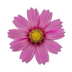 Pink cosmos flower isolated on transparent background