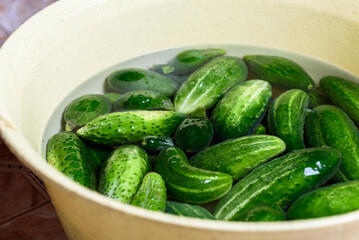 Preservation of season vegetables. Washing cucumbers before the preparation of canned food, the cooking process.