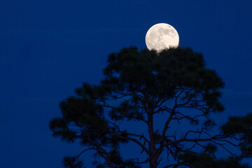 The harvest moon / supermoon on Oct. 6, 2025 from Osprey, Florida. © Hayley Rutger