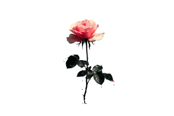 Obraz premium Pink Rose with Water Droplets on Black Background image isolated on a transparent background