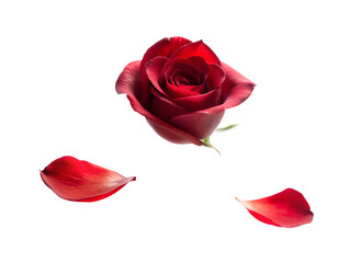 A single red rose with two petals falling isolated on transparent background