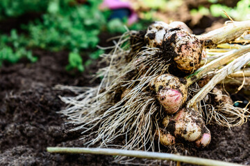Fresh harvest of garlic in summer garden.