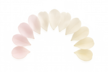Flower petals arranged in an arc featuring a gentle color gradient, creating a delicate semi-circle on transparent background
