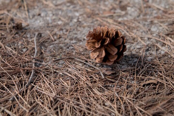 close up of pine cone with pine needles