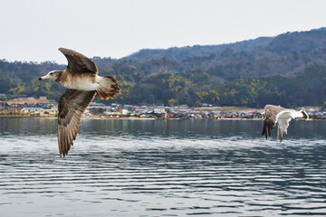 京都　天橋立　天橋立観光船についてくる海鳥　（日本京都府宮津市）
Amanohashidate (Amano Hashidate), Kyoto - Seabirds following the Amanohashidate sightseeing boat (Miyazu City, Kyoto Prefecture, Japan)
