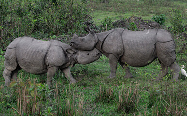 Indian Rhinoceroses Interacting in the Wild Grasslands