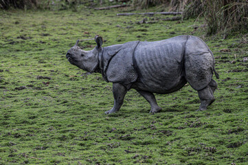 Indian Rhinoceros Grazing in Kaziranga National Park, Assam, India