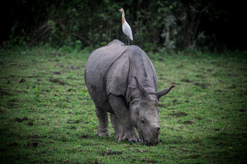 Indian Rhinoceros Grazing in Kaziranga National Park, Assam, India