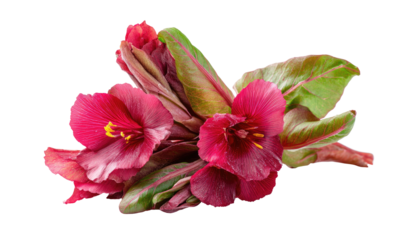 A cluster of vibrant, blooming flowers with deep red petals, yellow stamens, and green leaves