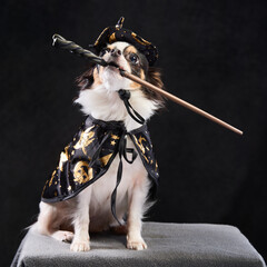 Chihuahua with a wizzard's costum
