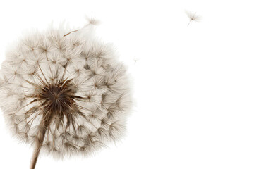 Delicate Dandelion Seed Head with White Fluff and Brown Center on Transparent Background