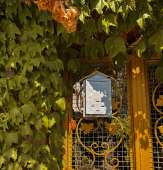 Rustic Yellow Wrought Iron Fence Covered in Lush Green Ivy
