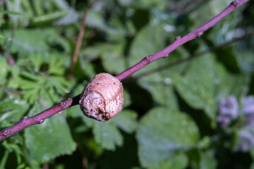 A praying mantis egg case nestled on a plant branch, showcasing the intricate details of insect...