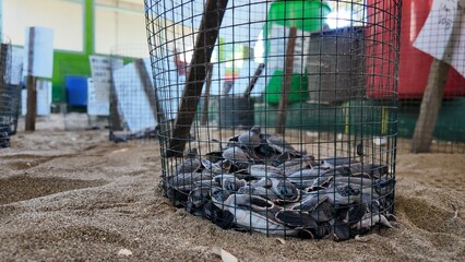 Close-Up of Baby Sea Turtles at Sukamade Turtle Hatchery, Banyuwangi