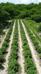 Naklejka premium Aerial view of rows of green leafy plants in a field with dense forest in the background