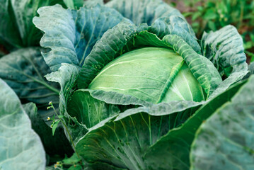 Fototapeta premium Ripe cabbage growing in soil in summer garden. Harvest fresh cabbage.