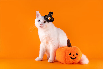 Pretty white cat with orange plush pumpkin decor, in black witch hat on bright colorful orange...