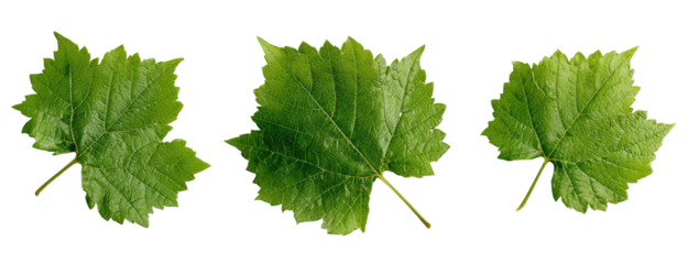 Three vibrant green leaves arranged horizontally, set against a stark black background, close-up view