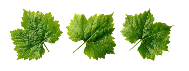 Three green leaves, textured surfaces against a black backdrop. Edges have yellow outline