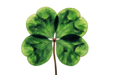 Four Leaf Clover Against Black Background with Transparent Background