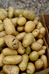 Fresh harvest of golden potatoes gathered in a rustic box during a sunny autumn day