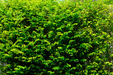 green leaf background