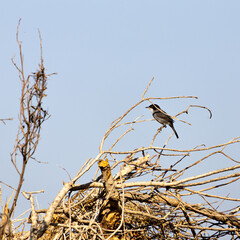 Bird Perched On Bare Branches Against Clear Blue Sky In Dry Tree Top