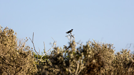 Black Bird Perched On Thin Branch Above Bushes Under Clear Blue Sky