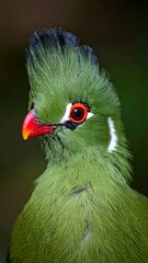 A vivid green bird with a striking red beak and eye