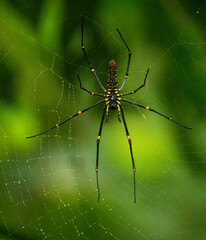 Golden Orb Weaver Spider on Web with Dew Drops in Natural Light