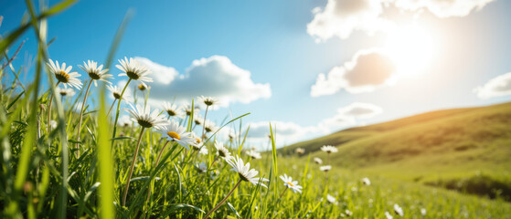Obraz premium Bright flowers bloom in lush green field under clear blue sky, with sunlight illuminating landscape and creating serene atmosphere