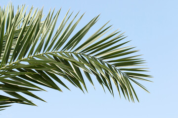 Fototapeta premium Elegant frond of a Date Palm (Phoenix dactylifera) isolated on blue sky background for design works