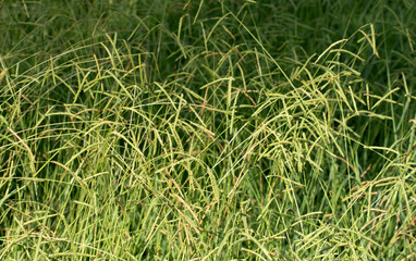 Dallis grass (Paspalum dilatatum) in a urban park in autumn