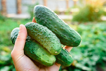Gardener's hand holding harvest of fresh cucumbers in summer.