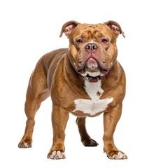 Obraz premium Full shot of a muscular, reddish-brown dog