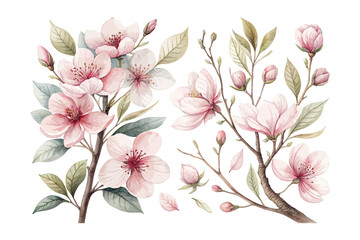 Pastel Watercolor Cherry Blossom and Magnolia Branch vector illustration
