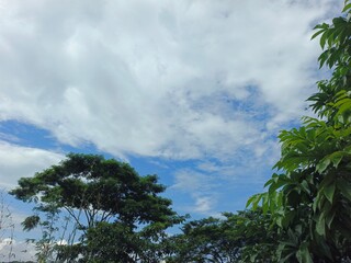 Obraz premium The Bright Blue Heaven With Soft Clouds Above The Forest rtycf