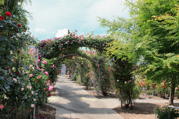 全盛期のバラ園