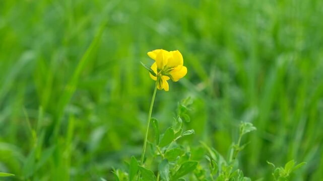 Slow Motion View of Wildflowers Blooming on a Scenic Alpine Meadow