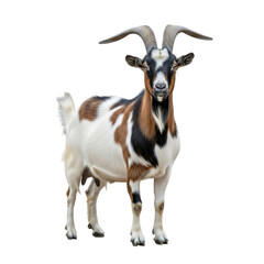 A brown and white goat standing isolated on transparent background