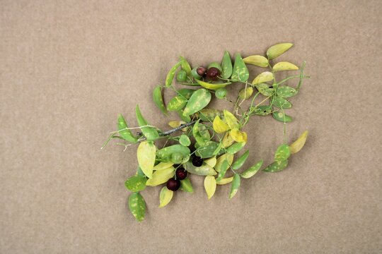 Bridal creeper (Asparagus asparagoides). Weed of National Significance in Australia